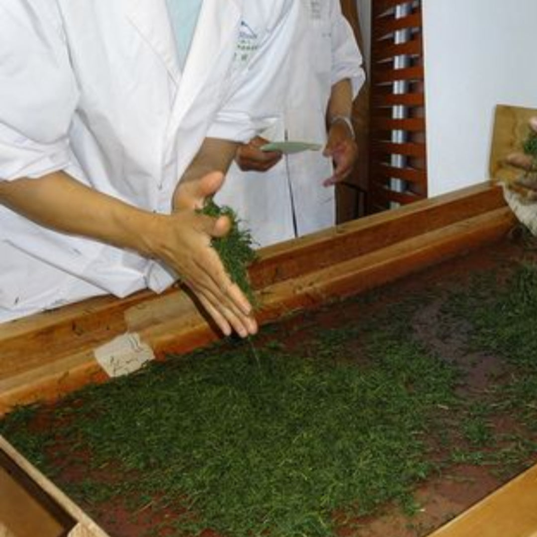 HAND ROLLED GREEN TEA